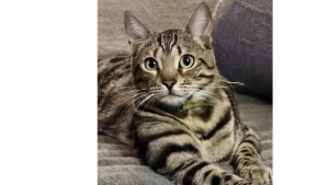 Lost Pet: Walter