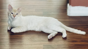 Lost Pet: Karoo