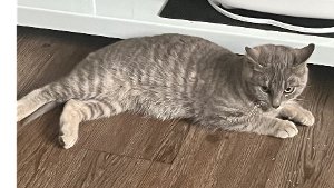 Lost Pet: Lucky