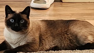 Lost Pet: Bonnie Meow Mix Feliciano
