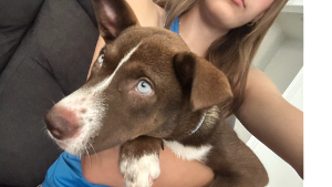 Lost Pet: Penny