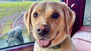Lost Pet: Hank
