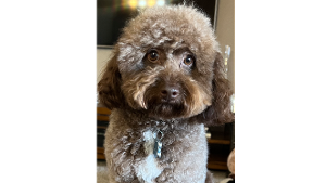 Lost Pet: Bruno