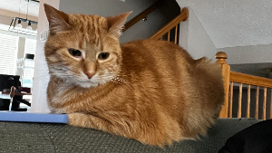Lost Pet: Lucy