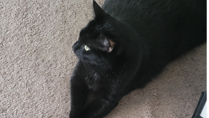 Lost Pet: Spooky