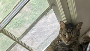 Lost Pet: Fideo camarillo