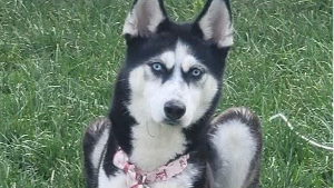Lost Pet: Lulu