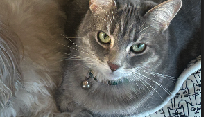 Lost Pet: Ashley