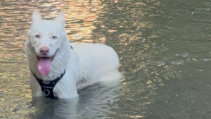 Lost Pet: Naika Robinson