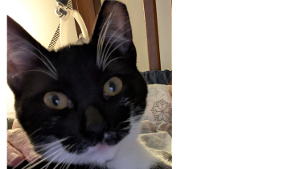 Lost Pet: Cookie