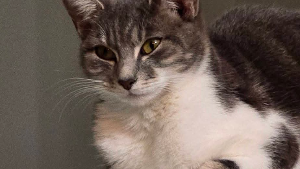 Lost Pet: Tink