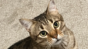 Lost Pet: Reishi