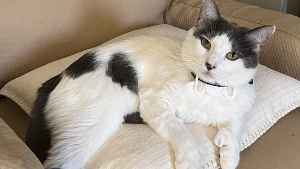 Lost Pet: Montou
