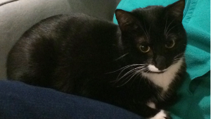 Lost Pet: Peanut