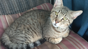 Lost Pet: Tesla