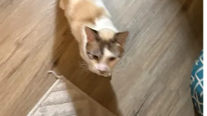Lost Pet: Meowlo