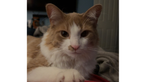 Lost Pet: Artie