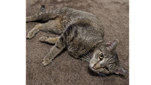 Lost Pet: Gizmo