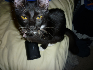 Lost Pet: Nox