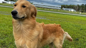 Lost Pet: Scout Mckinnon