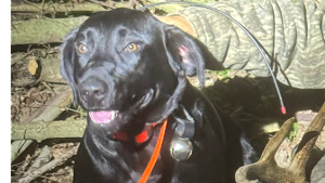 Lost Pet: Char