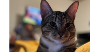 Lost Pet: Berry Man