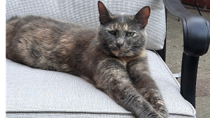 Lost Pet: Lucy