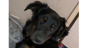 Lost Pet: Storm