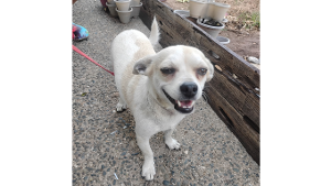 Lost Pet: Coco