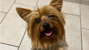 Lost Pet: SULLY