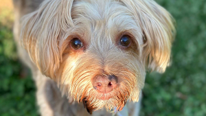 Lost Pet: Rudy