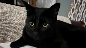 Lost Pet: Uno