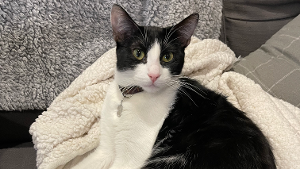 Lost Pet: Albus