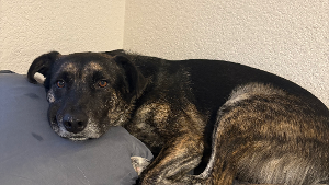 Lost Pet: Marmaduke