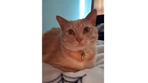 Lost Pet: Odin