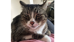 Lost Pet: Rascal