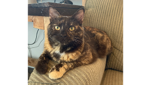 Lost Pet: Muddy