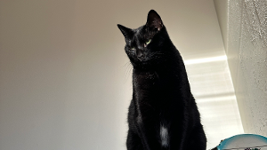 Lost Pet: Kate Moss