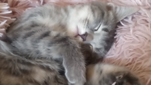 Lost Pet: Seraphina