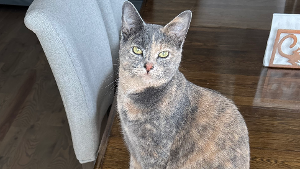 Lost Pet: Amelia Pond