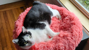 Lost Pet: Seiya