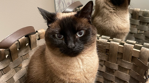Lost Pet: Opal
