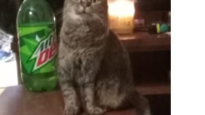 Lost Pet: Azula