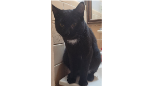 Lost Pet: JUNIOR