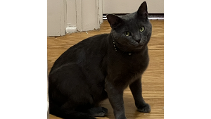 Lost Pet: Roscoe