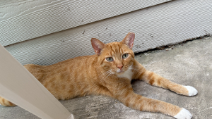Lost Pet: SAMMY