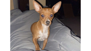 Lost Pet: CHICHI