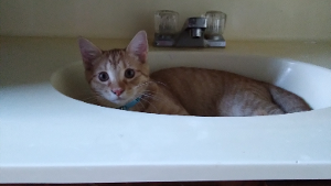 Lost Pet: Zipolte