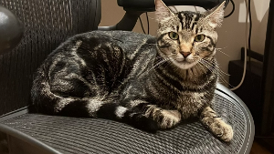 Lost Pet: Milo