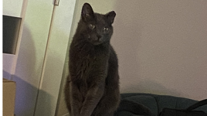 Lost Pet: Muddy